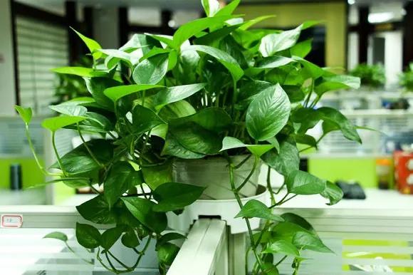 除甲醛的植物哪些最好,室内除甲醛最好的植物有哪些