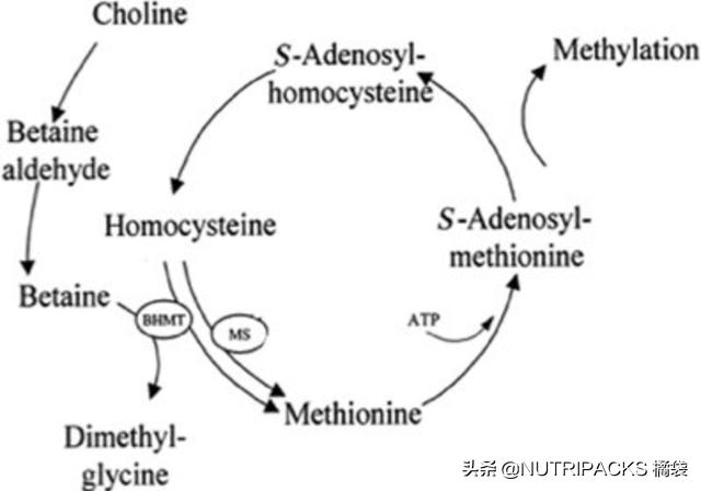 叶酸的营养价值，帮助提升免疫力
