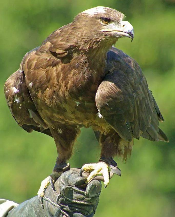 动物千姿百态,动物园的动物千姿百态