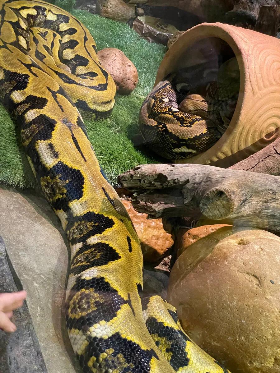 广州长隆野生动物园全部动物,广州长隆野生动物园所有动物介绍