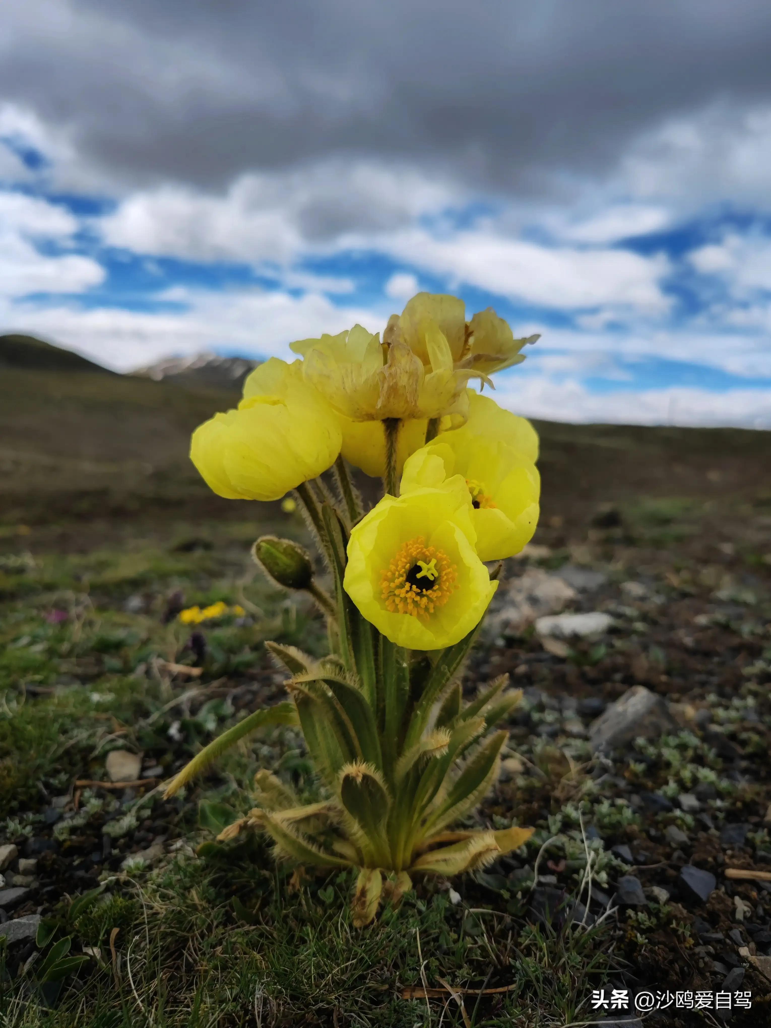 西藏自驾游三大圣湖,自驾西藏行摄之旅米堆冰川