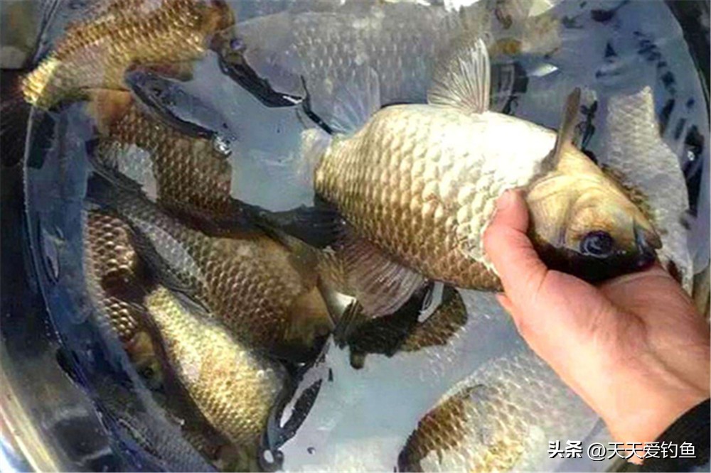 野钓急流水的最好钓法图解,钓鱼技巧传统钓法图解大全