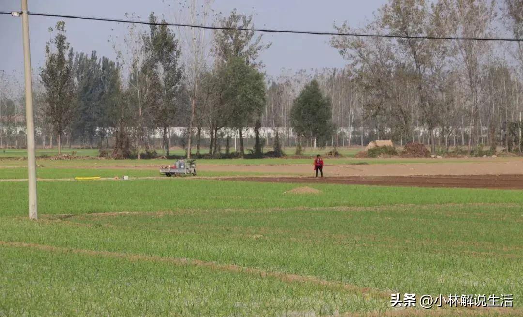 那年,用“转亲”方式,嫁到我村的堂婶