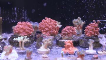 涓栫晫涓婃渶闀跨殑娴锋花鏍堥亾姊呮矙韪忔氮,涓栫晫涓婃渶闀跨殑娴锋花鏍堥亾