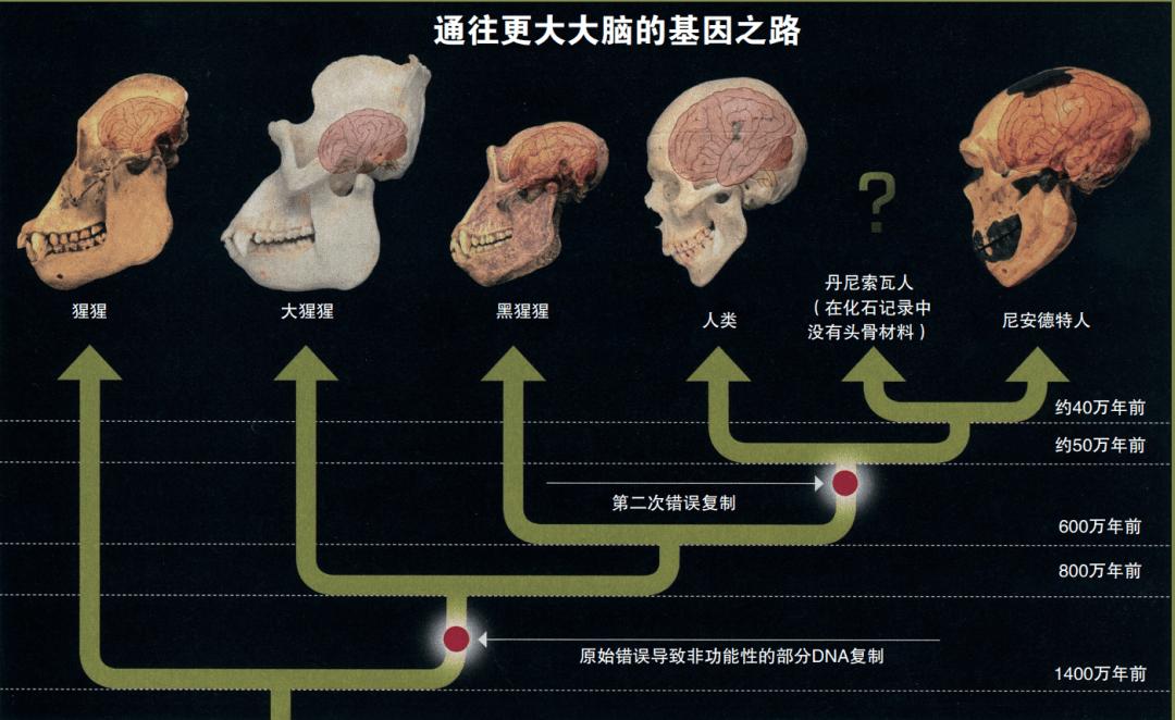 所有动物都会进化,所有的动物都进化吗
