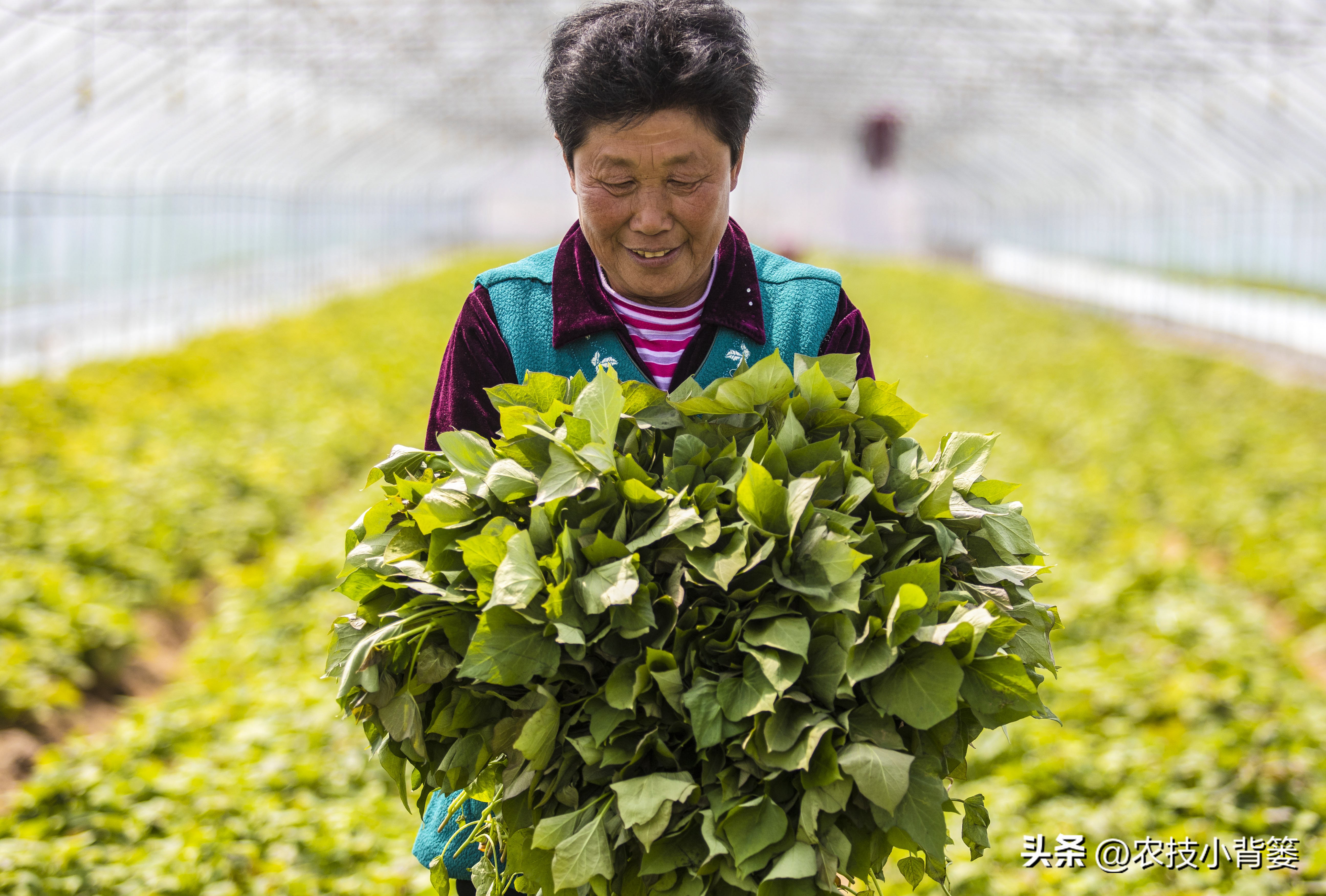 红薯栽培是斜插好还是平栽产量高,红薯藤育苗视频
