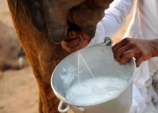 驼奶真的和假的怎么辨别,驼奶真假鉴别