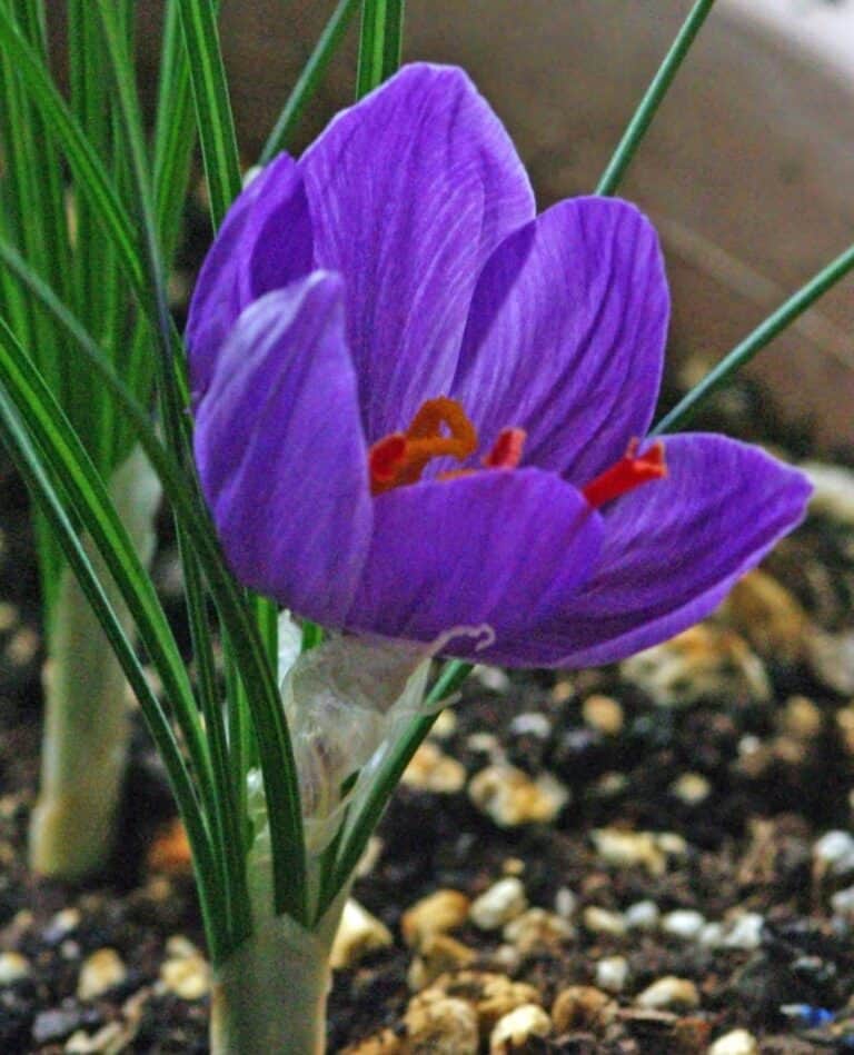 世界上十种最贵的花排名,昂贵花