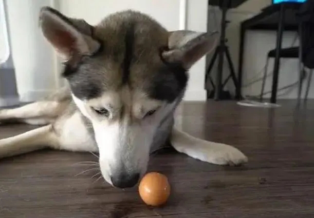 狗狗每天吃一根香蕉好吗,狗狗每天吃蛋黄会有问题吗