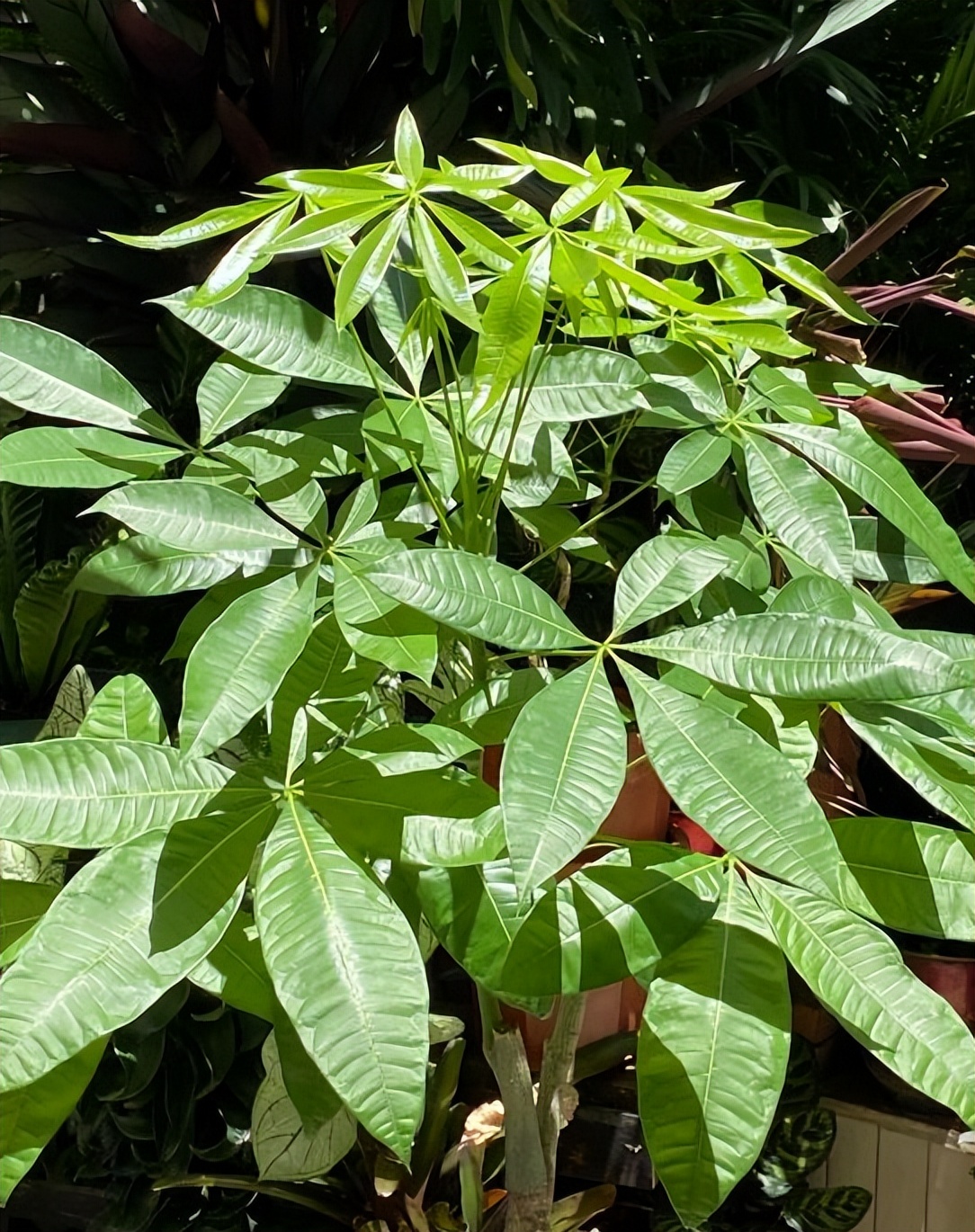 想要发财树树干粗壮应该怎样修剪,发财树怎么养根长得快