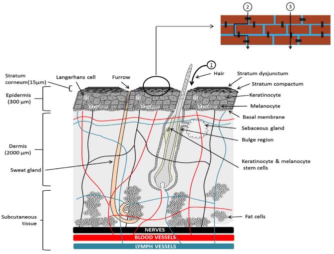 面膜知识介绍,面膜知识小科普