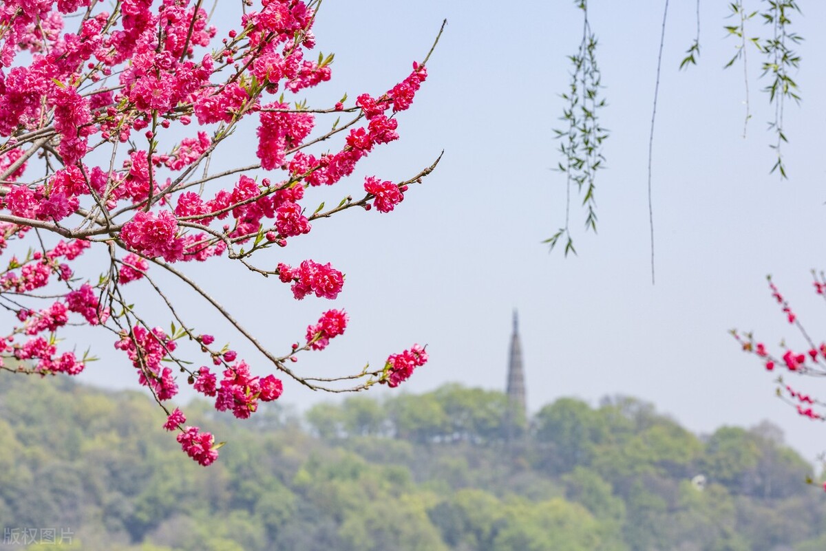 去西湖怎么玩最轻松,西湖1小时游玩攻略