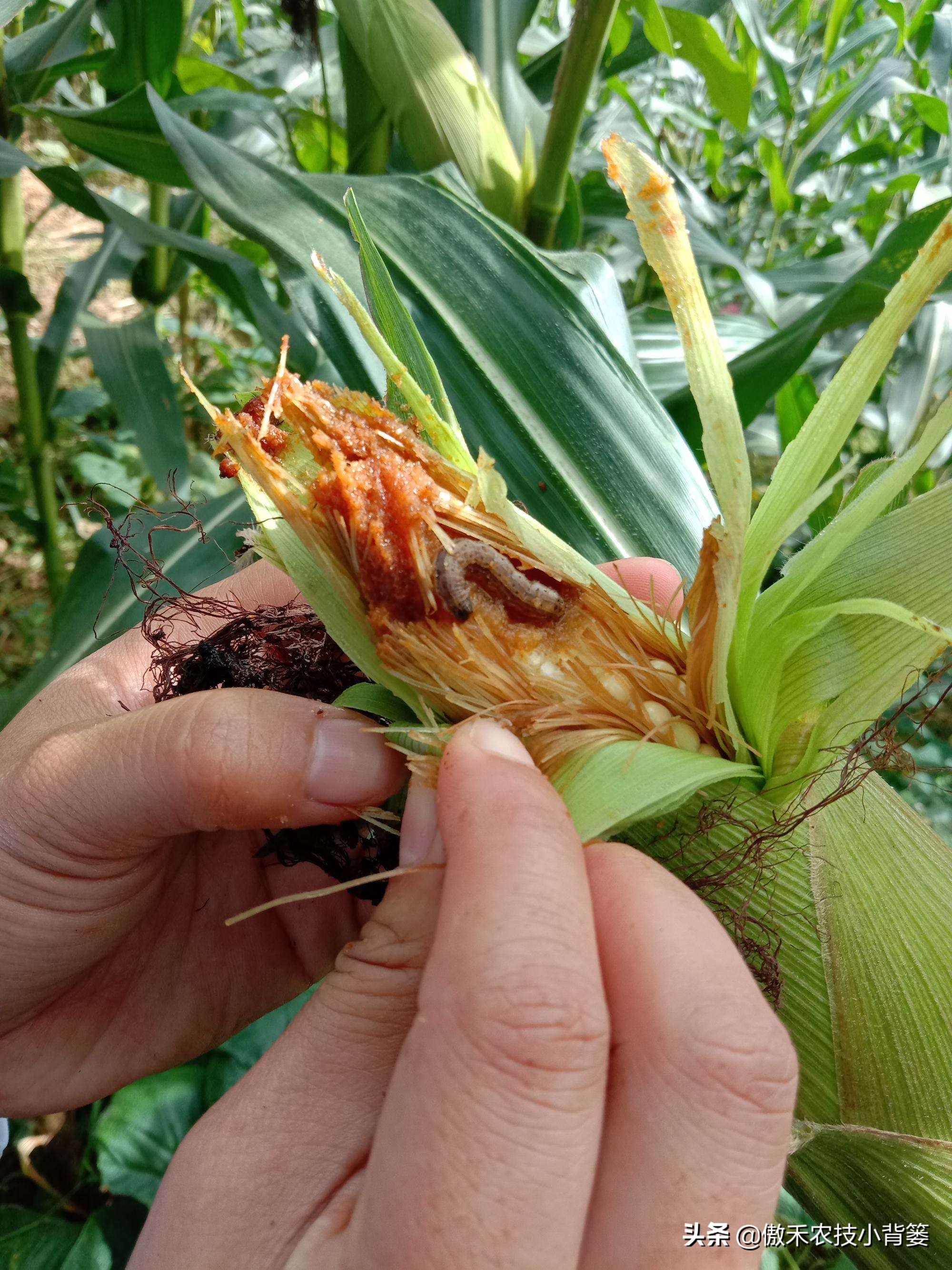 玉米螟虫药什么时候打,防玉米螟什么时间打药合适