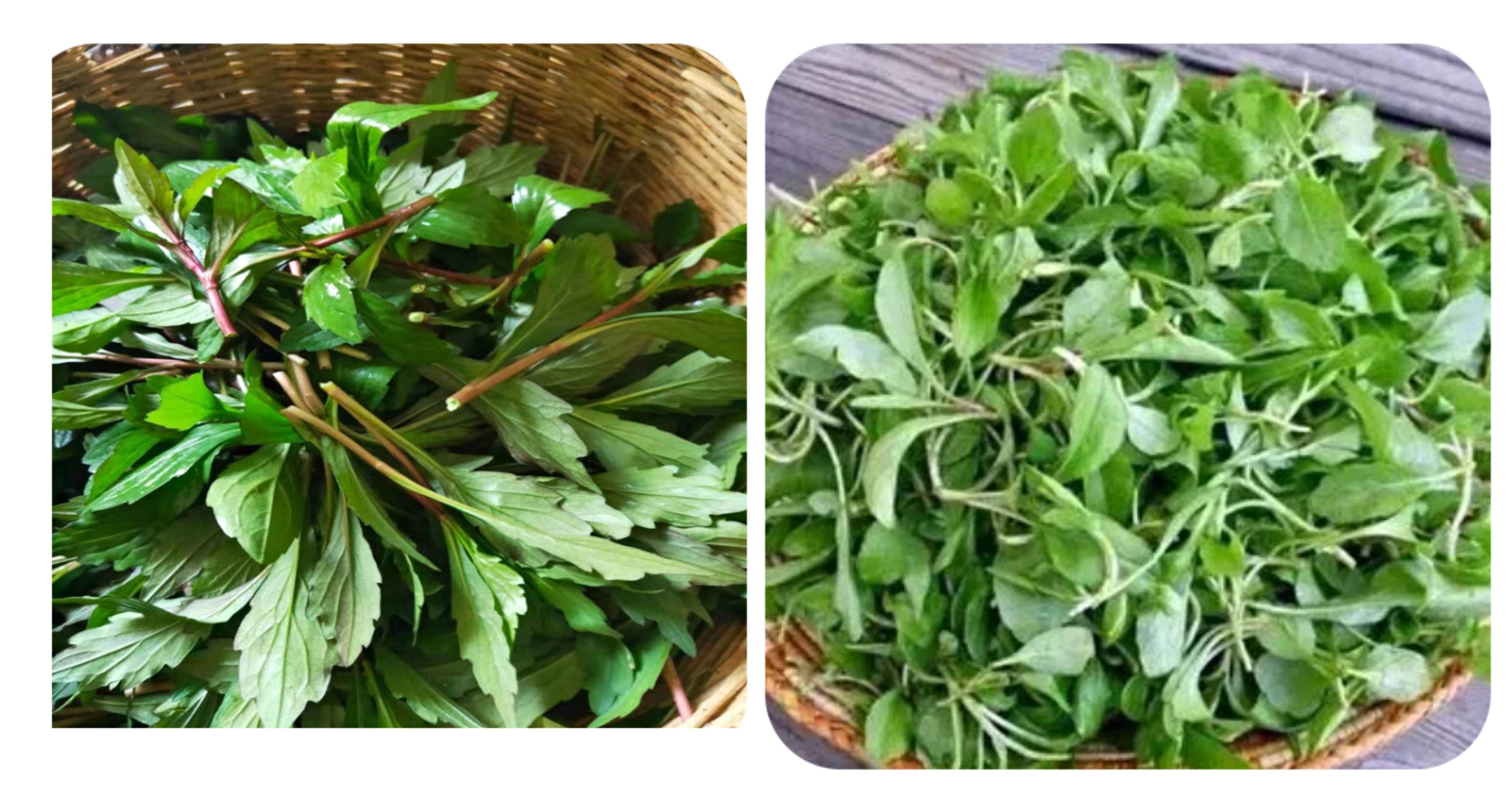 可以吃的野菜大全100种图解,教你认识100种野菜