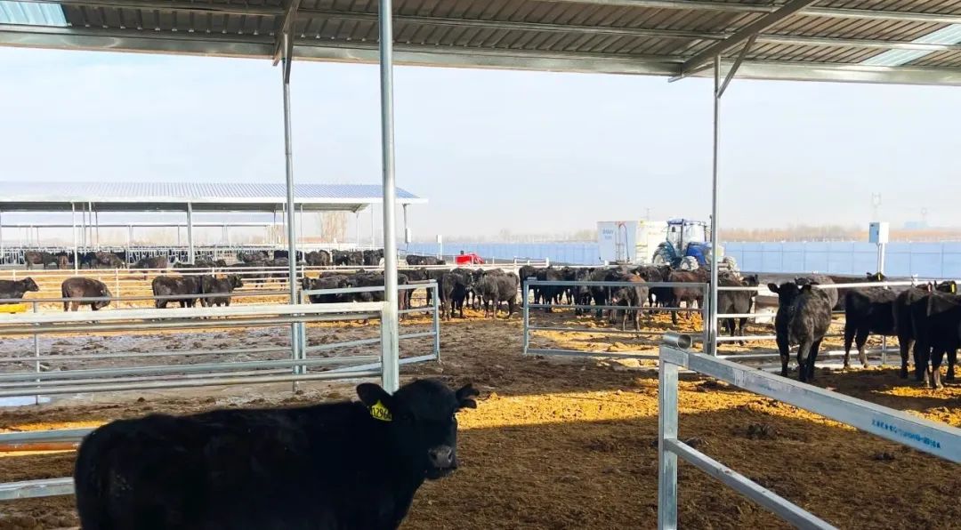 养牛能人带领村民致富,个人创业致富养牛经历