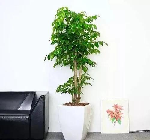 新房装修完如何去甲醛,装修新房甲醛含量标准