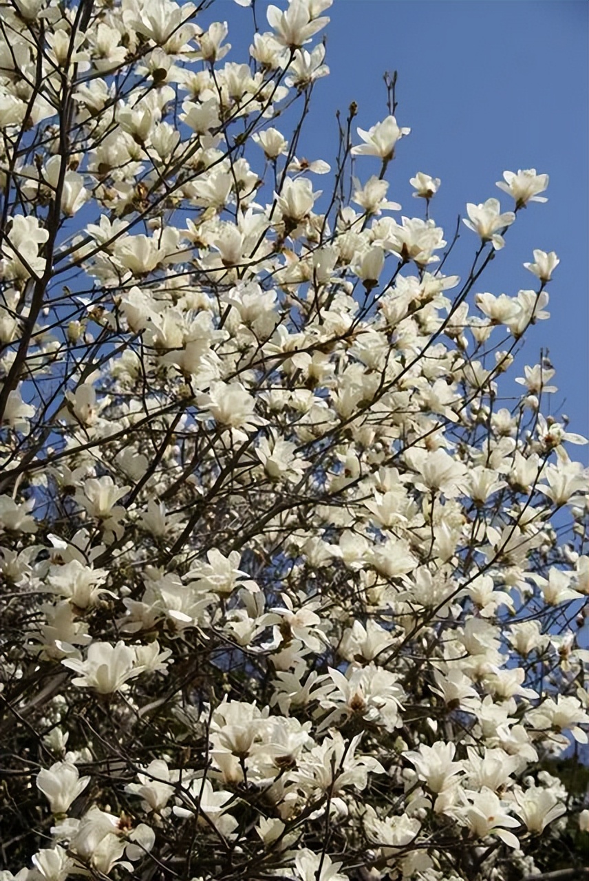 春天的白玉兰图片大全大图,春天的白玉兰诗句古诗