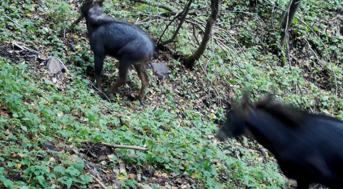 湖北的神兽九头鸟,湖北出现多只神兽天马