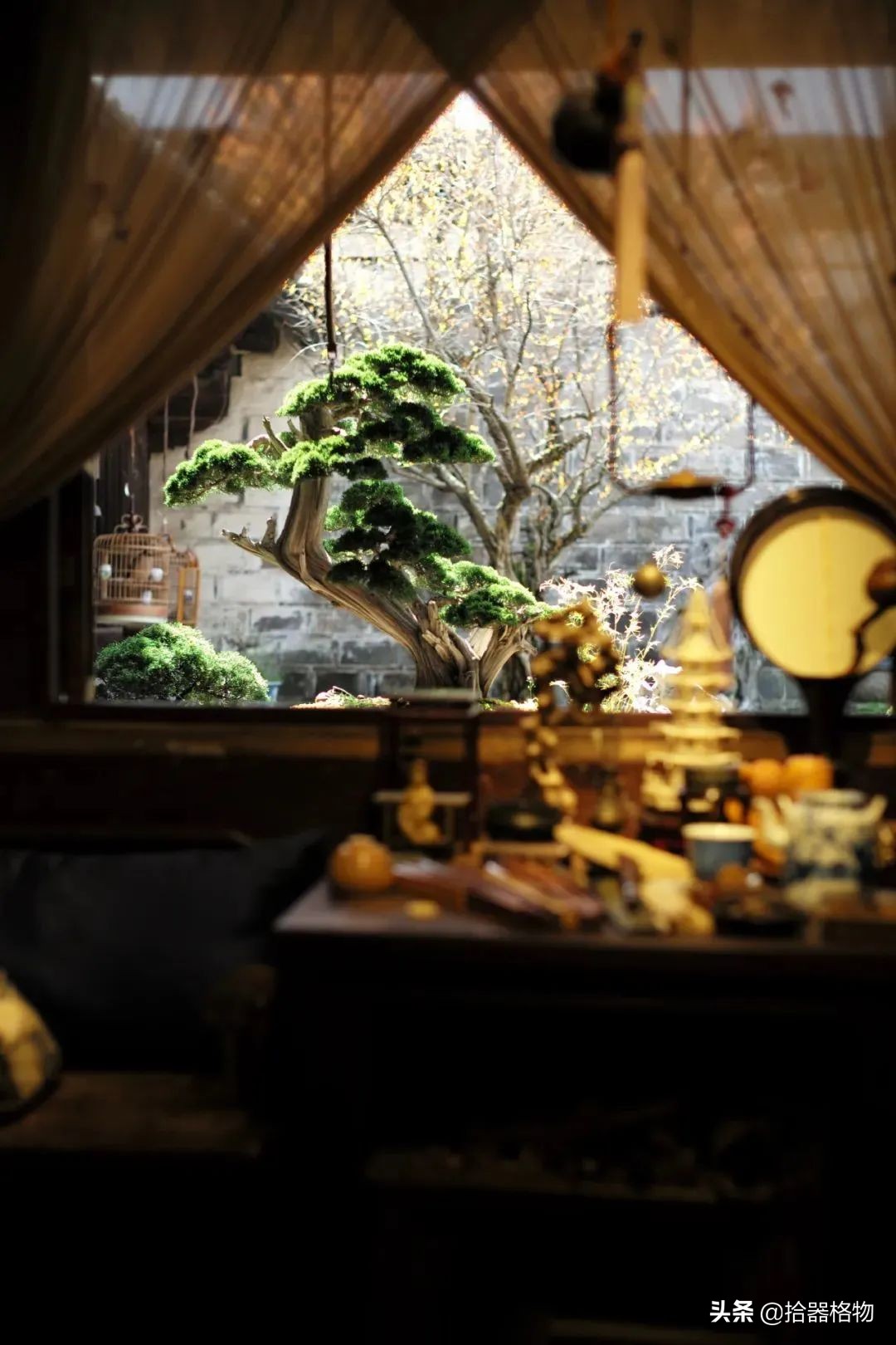 闲情雅致盆景造型,闲情逸致栽花种草