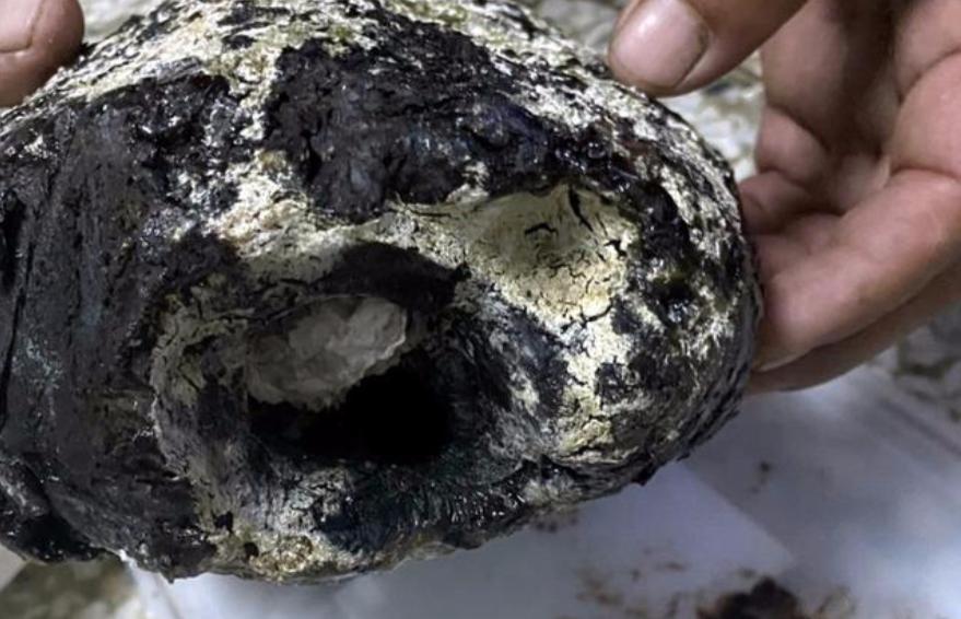 抹香鲸的粪便堪比黄金 (抹香鲸的排泄物真的是便便吗)