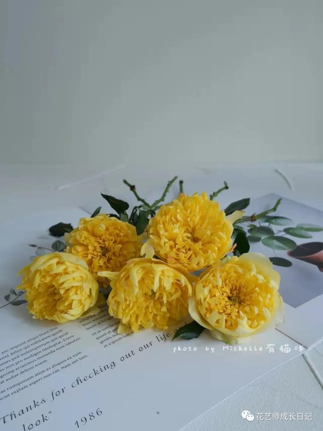 100朵玫瑰vol.50|烟花波浪玫瑰，菊里菊气，花开如烟火