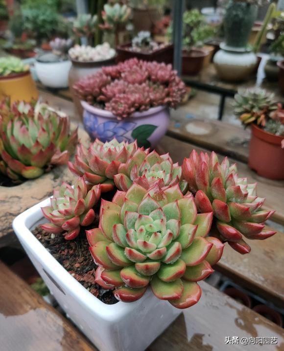 多肉冬天冻了,多肉冻成透明状能活吗