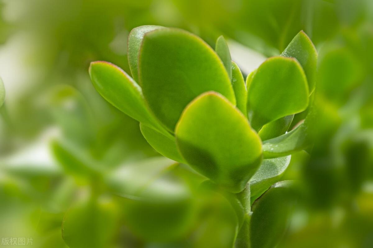 燕子掌怎么养长得最快,燕子掌怎么养粗壮又好看