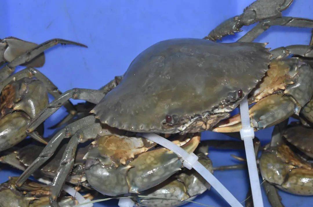 这十种螃蟹你吃过几种,比帝王蟹还要好吃的十种螃蟹