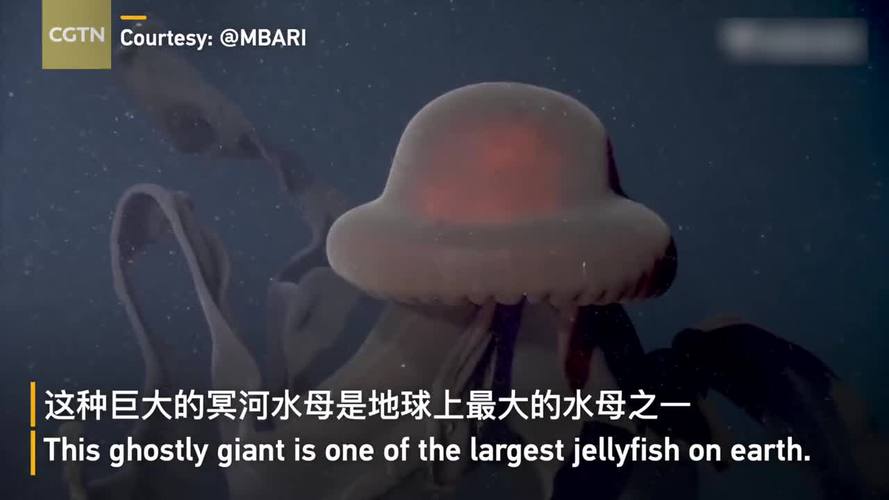 深海真实恐怖巨物,摄魂怪原型冥河水母