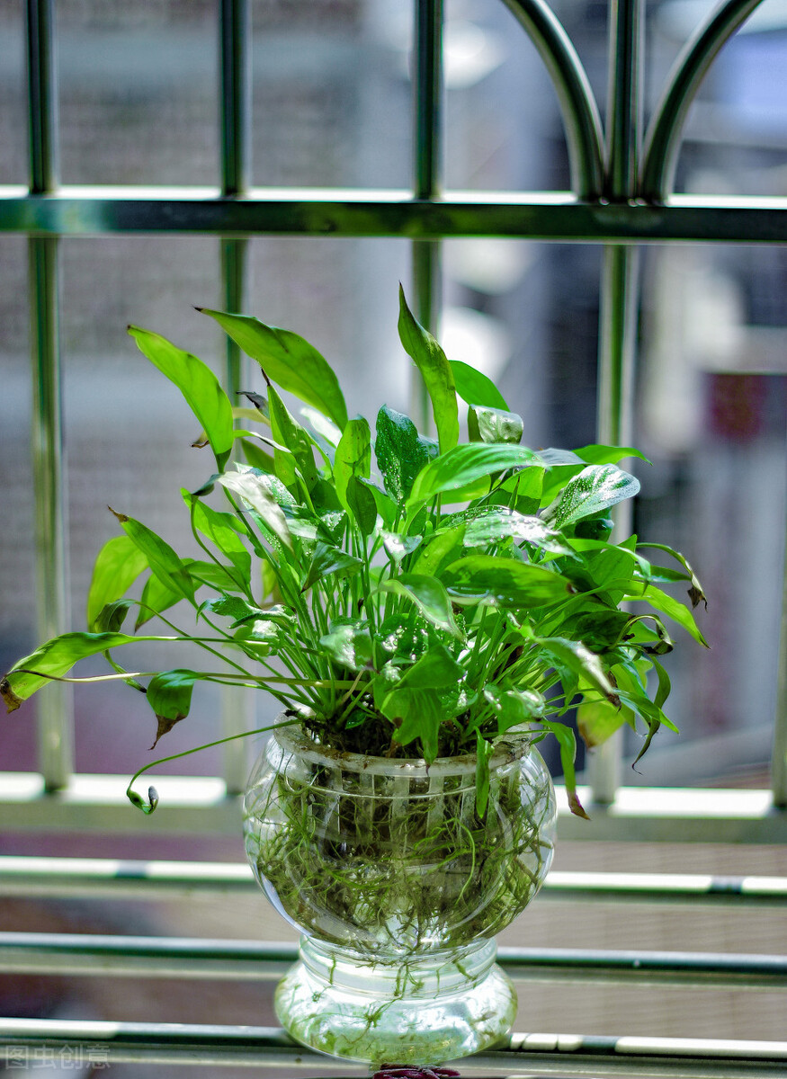 室内水培植物怎样防止蚊虫滋生,除蚊虫的最快的土方法