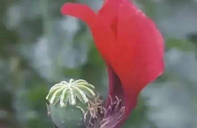 盆栽*粟罂**“当蔬菜吃”？涉嫌违法犯罪！有关知识来了解一下