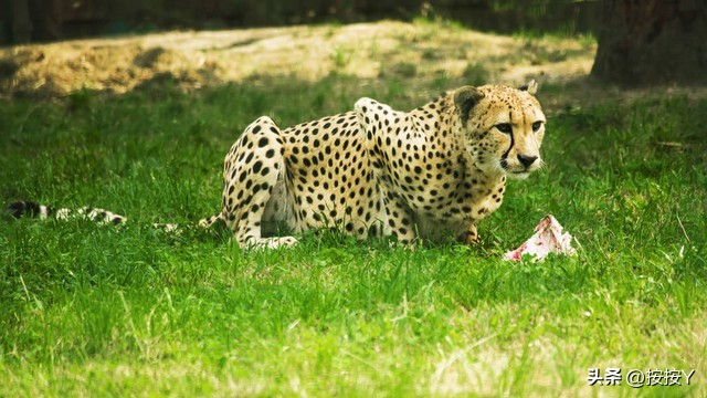 猎豹奔跑的速度比人类快多少,猎豹一个小时能奔跑多少千米