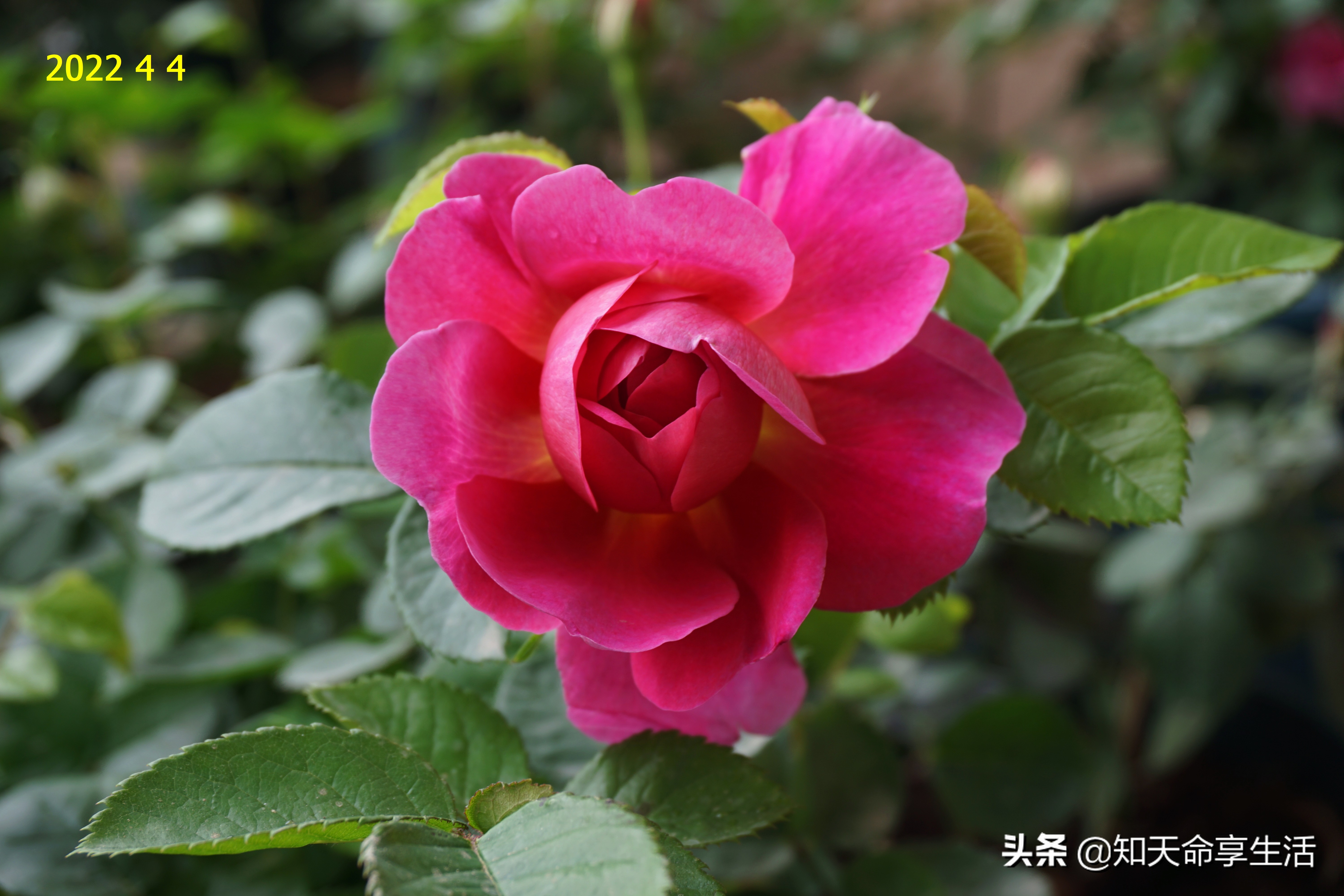 安妮公主月季大全,安妮公主英国玫瑰月季