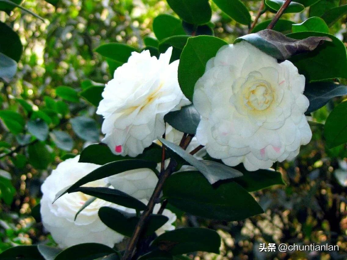 山茶花纯音乐,山茶花