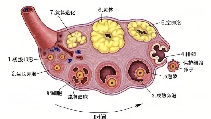 【健康】“大姨妈”又爱又恨，异常子宫出血到底是怎么回事？