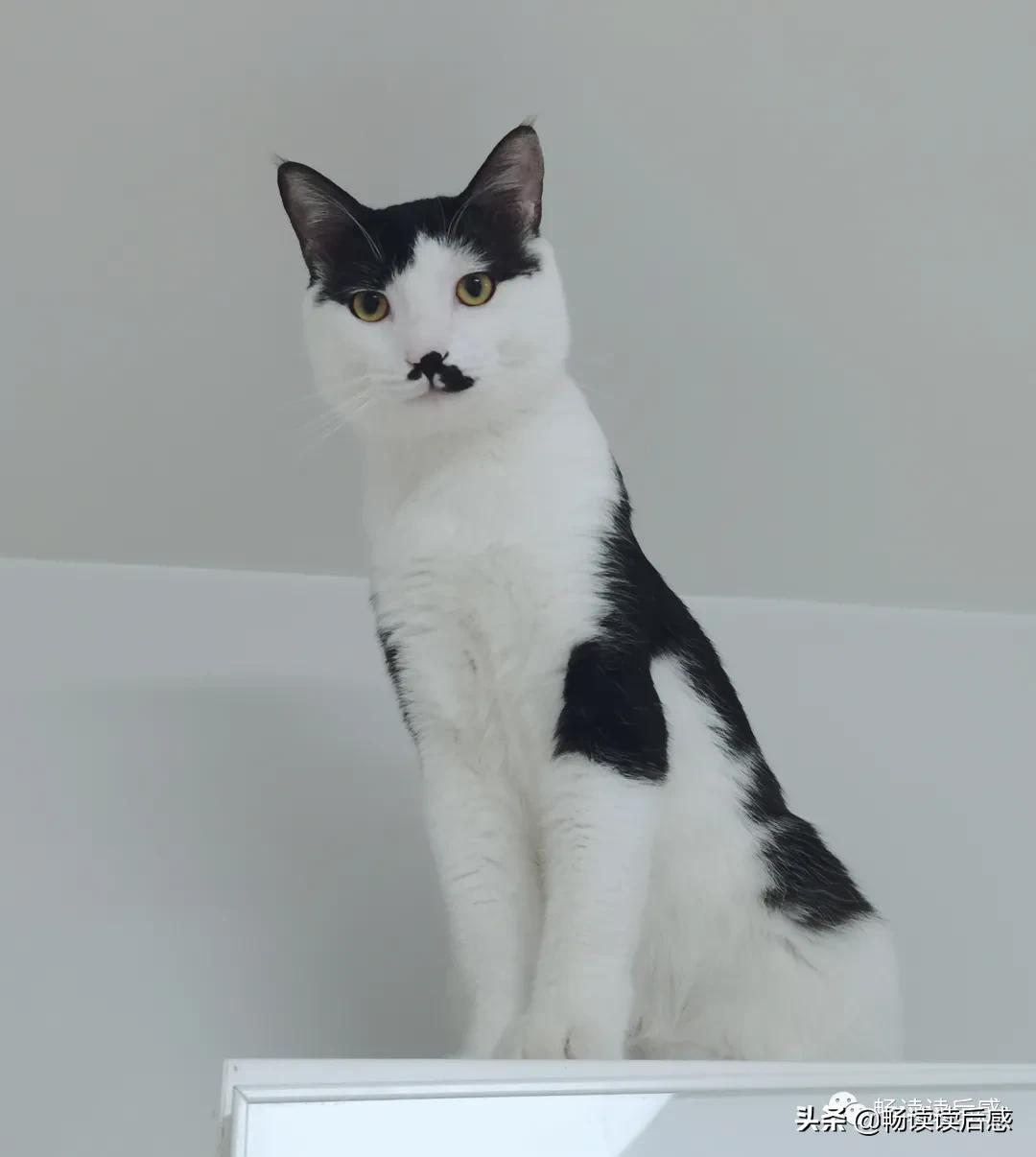 「随笔」被动吃瓜的苦楚2——拒绝*码无**小作文