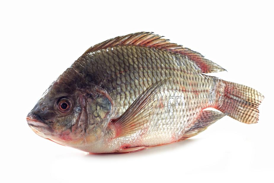 世界水产业重点科研培养的淡水鱼类——罗非鱼