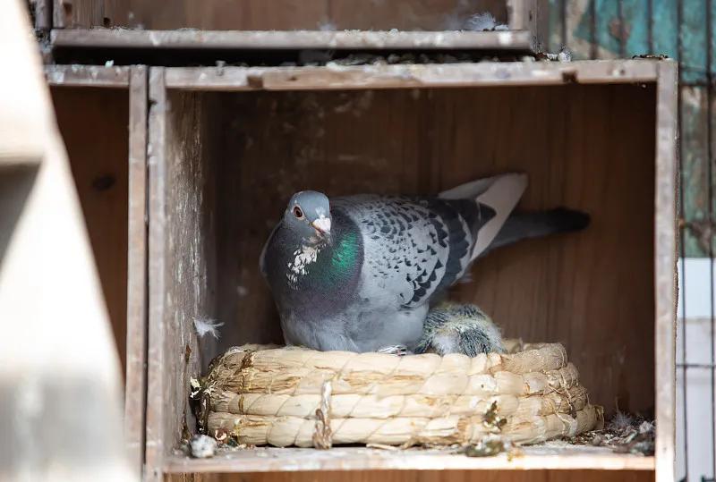 素食宠物食品,素食宠物零食有哪些品种