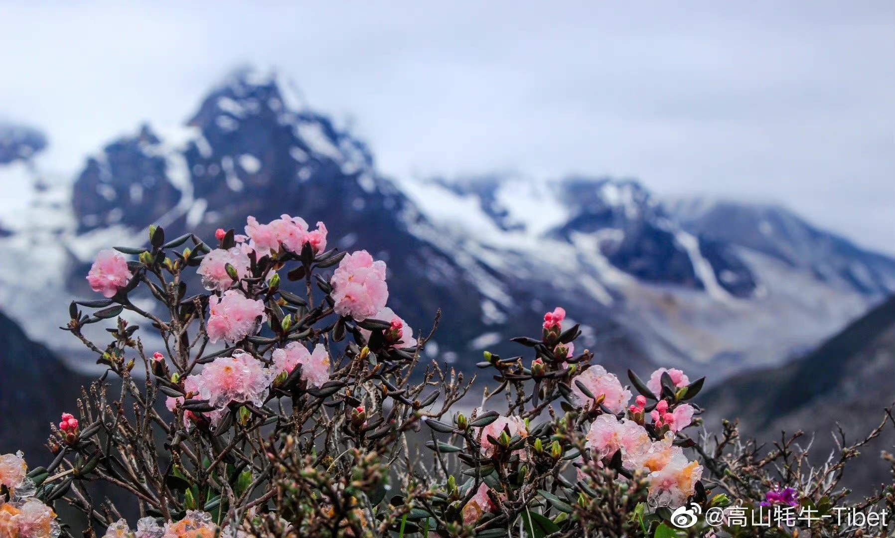 希夏邦马峰离珠峰有多远,希夏邦马峰可以攀登吗