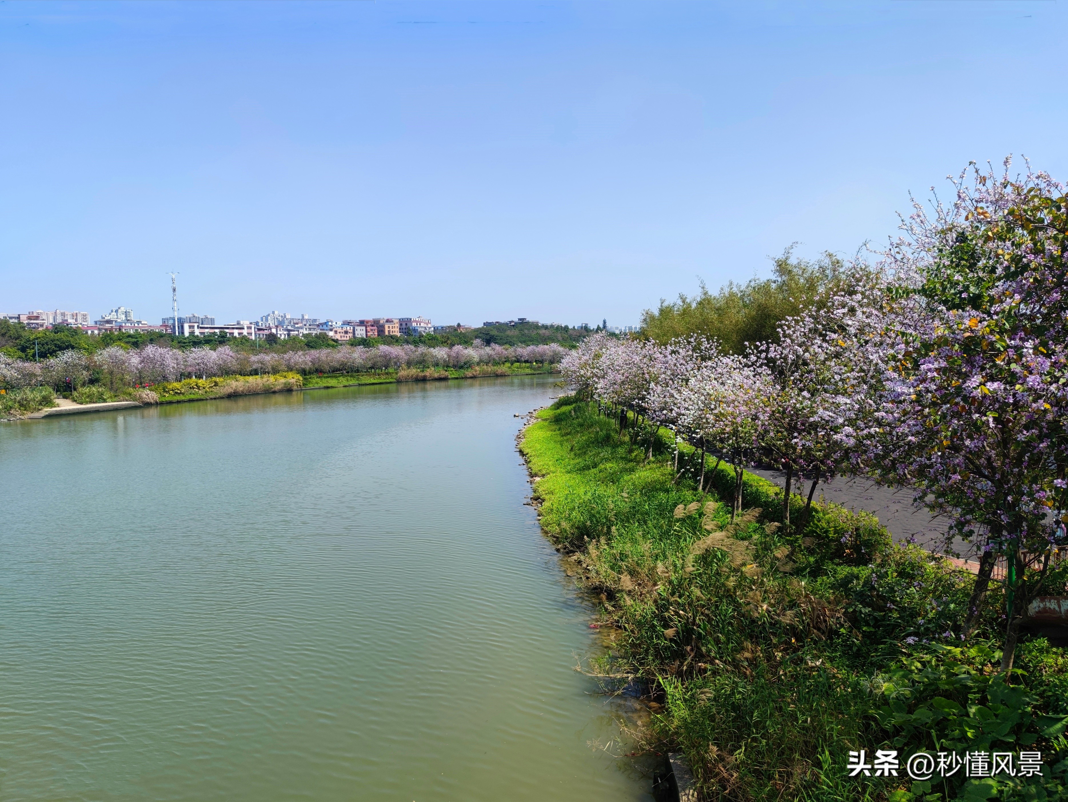 12月份广州湿地公园网红打卡地,广州最大的花海公园