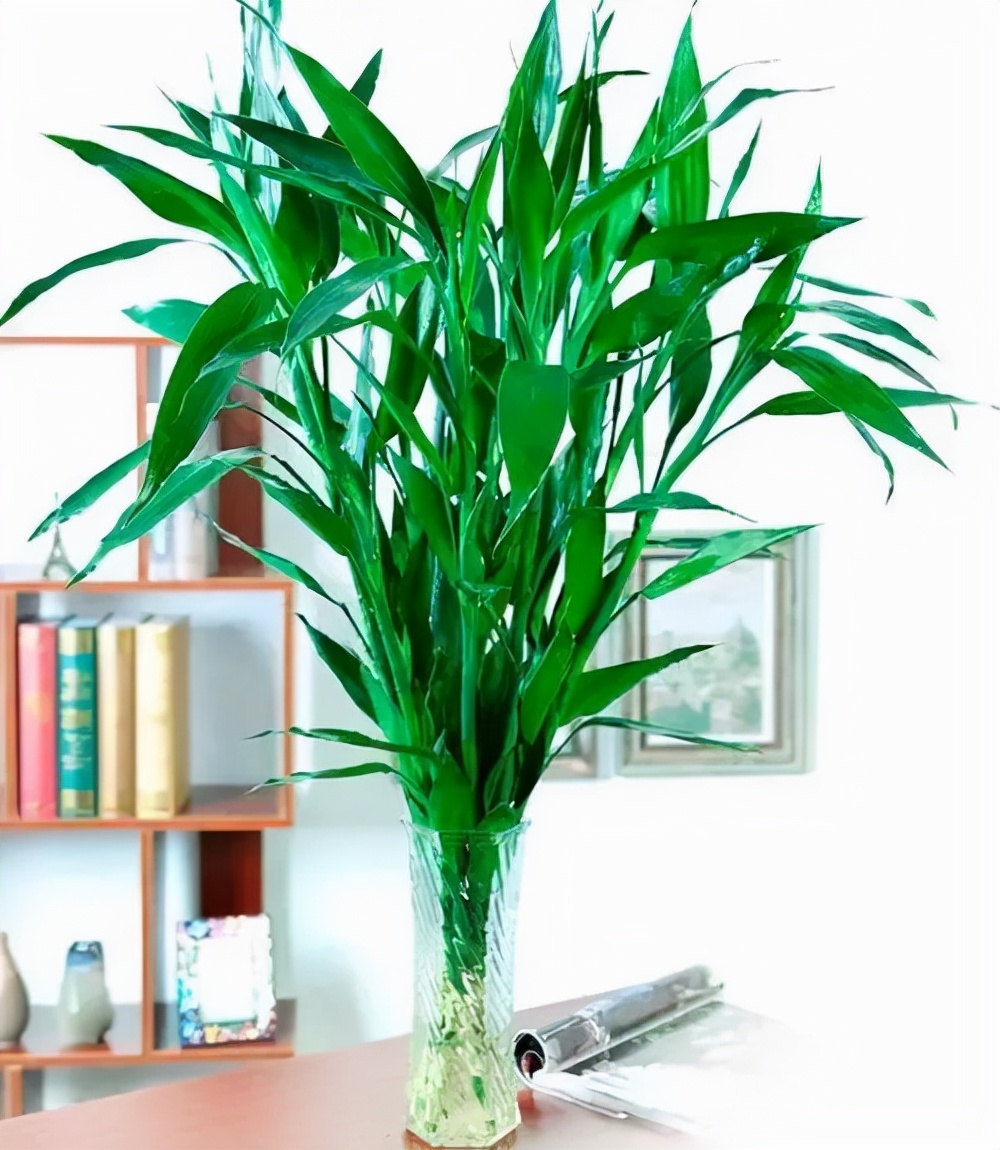 富贵竹怎么养才不会死,富贵竹该怎么养不会死掉