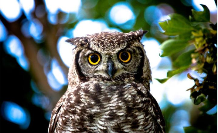 摄影的黄金分割构图法,摄影横向构图和纵向构图的特点