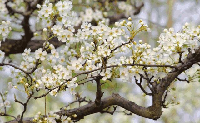 诗歌摘抄如梦令,古诗如梦令春景