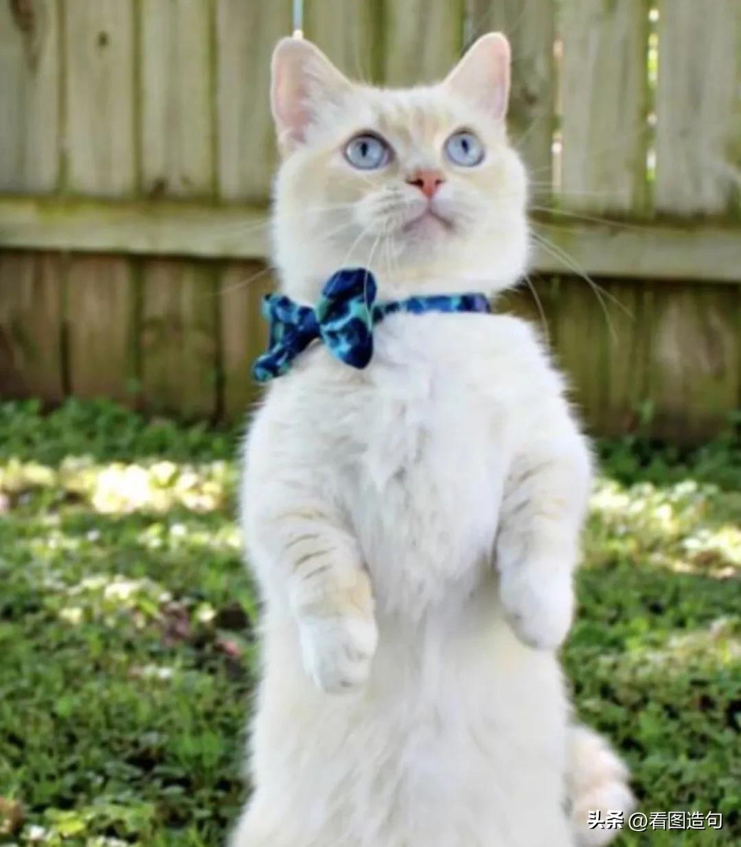 公泰迪绝育后性格会变好吗,当猫咪发现自己被绝育后的表现