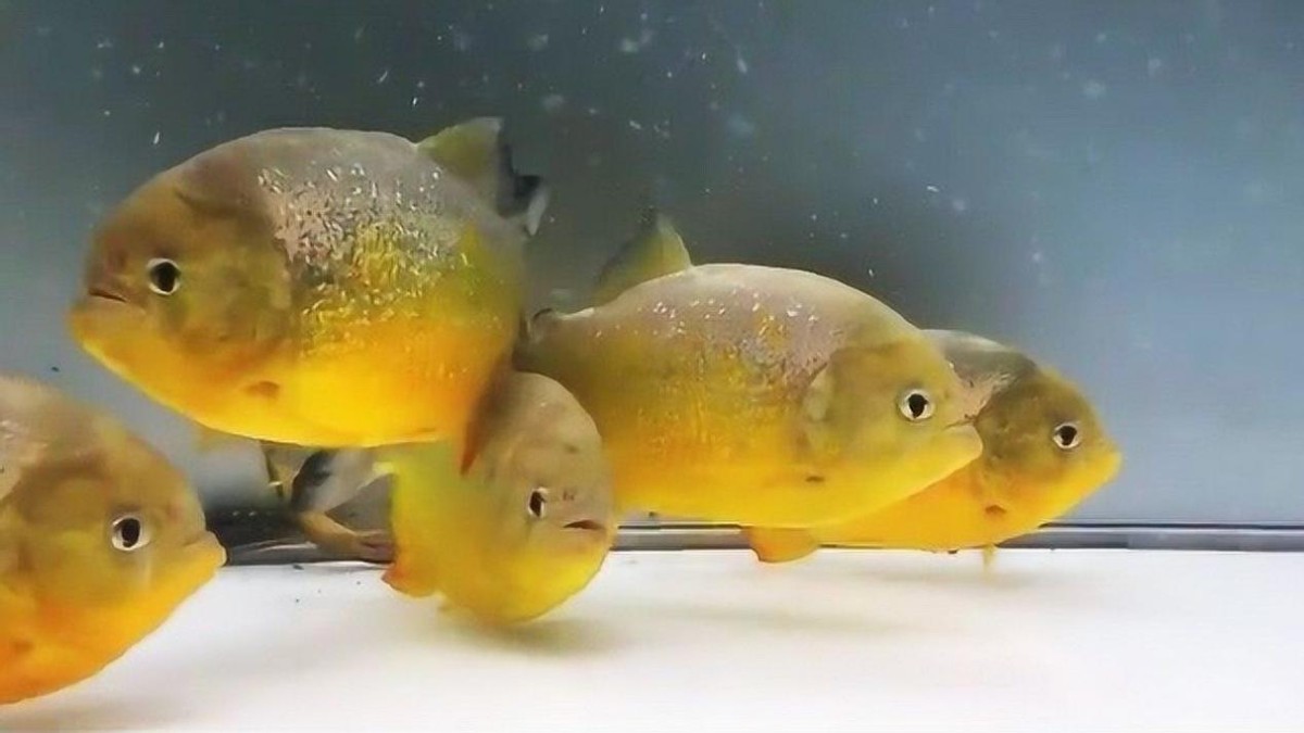 淡水白鲳鱼价格多少钱一斤,淡水白鲳鱼的价格是多少钱一斤