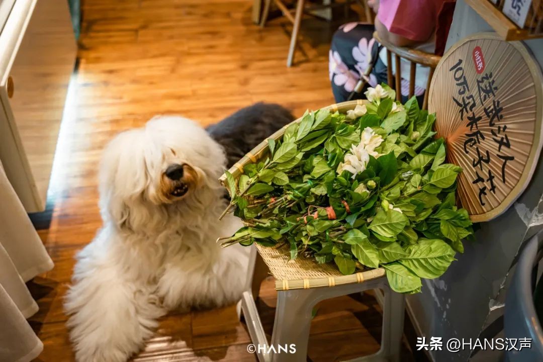 武汉一万朵栀子花,武汉人栀子花