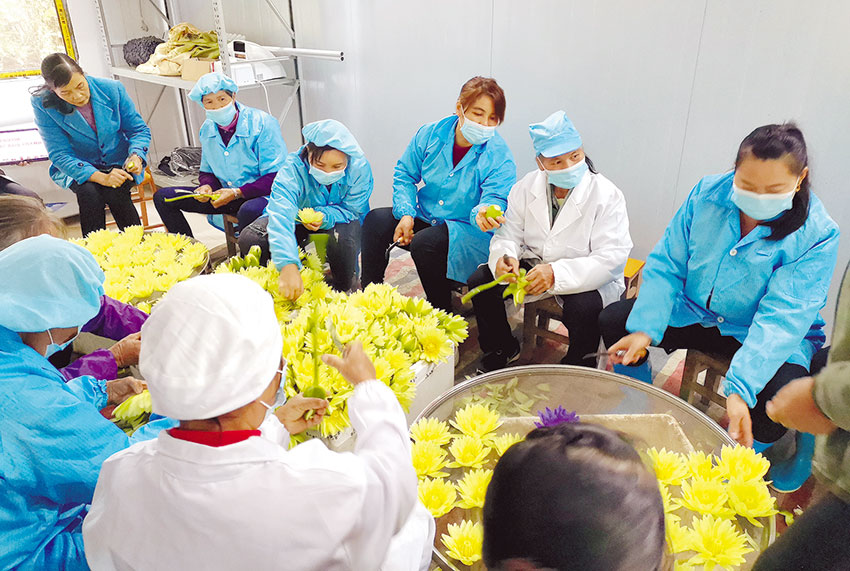 致富花乡村振兴,乡村振兴花海项目促增收