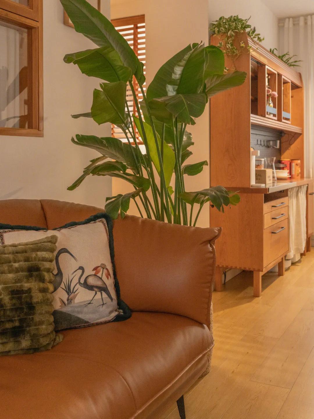 家里适合养什么大盆栽绿植,室内盆栽什么绿植好养