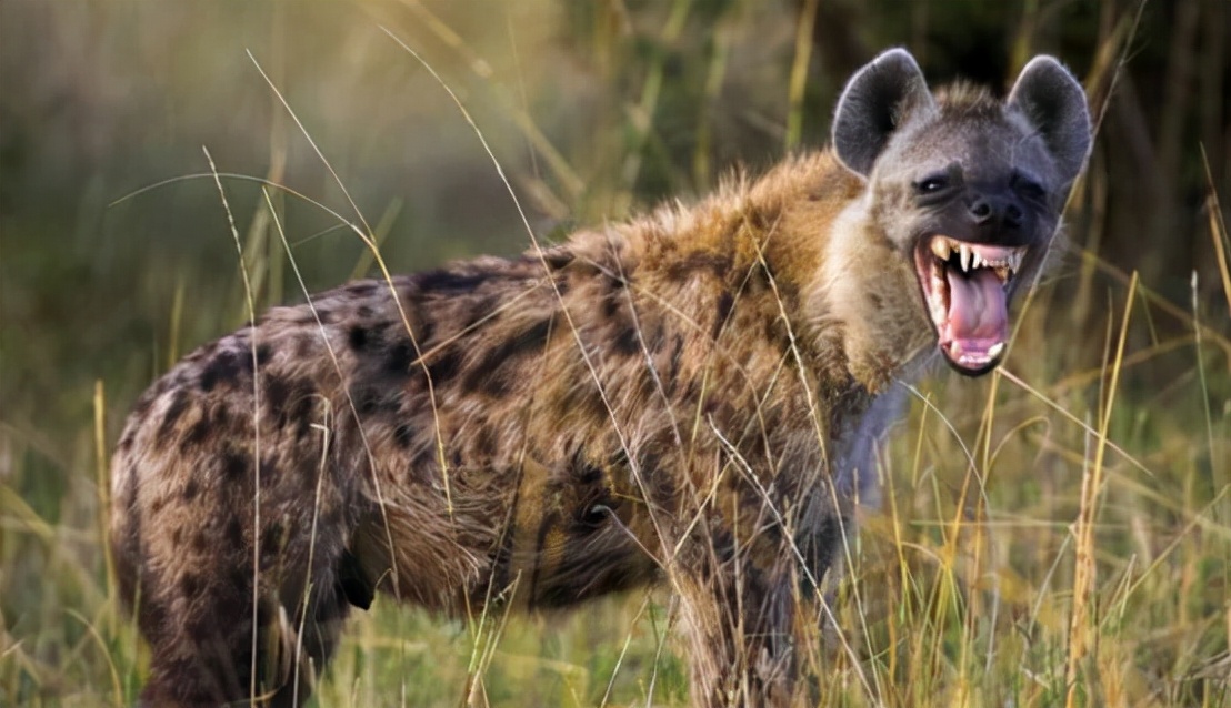 非洲爆发“人狗大战”，斑鬣狗组团袭击人类，为什么要报复我们？