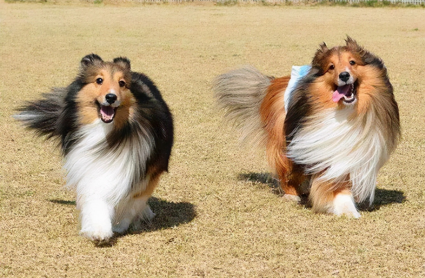 喜乐蒂幼犬多少钱一只,喜乐蒂多少钱一只